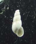 Odostomia barashii